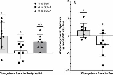 Study finds ground beef more effective than soy for muscle building