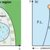 Study proposes that proteins can compartmentalize and form ...