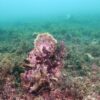 Study reveals oyster reefs once thrived along Europe's coasts—now ...