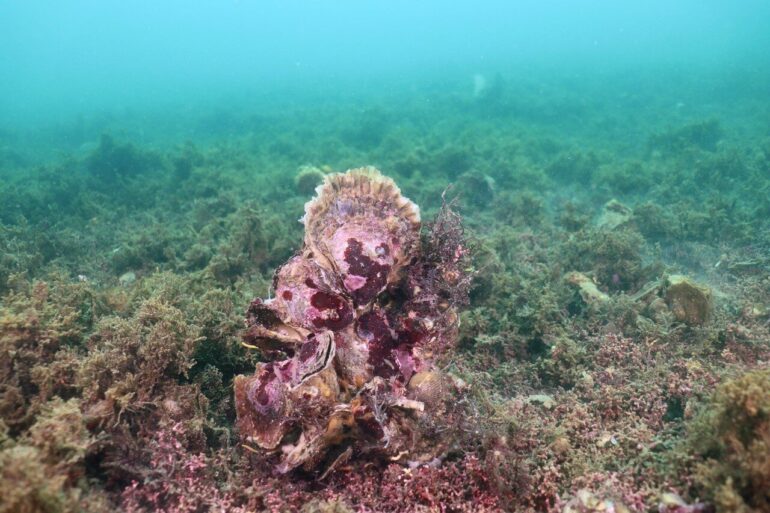 Study reveals oyster reefs once thrived along Europe's coasts—now ...