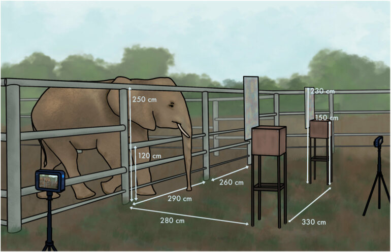 Study suggests elephants remember zookeepers after many years