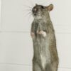 Study suggests that 'Jedi' rodents remotely move matter using ...