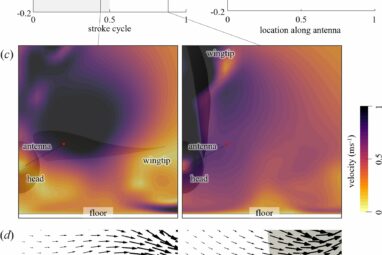 Study uncovers how silkworm moth's odor detection may improve robotics