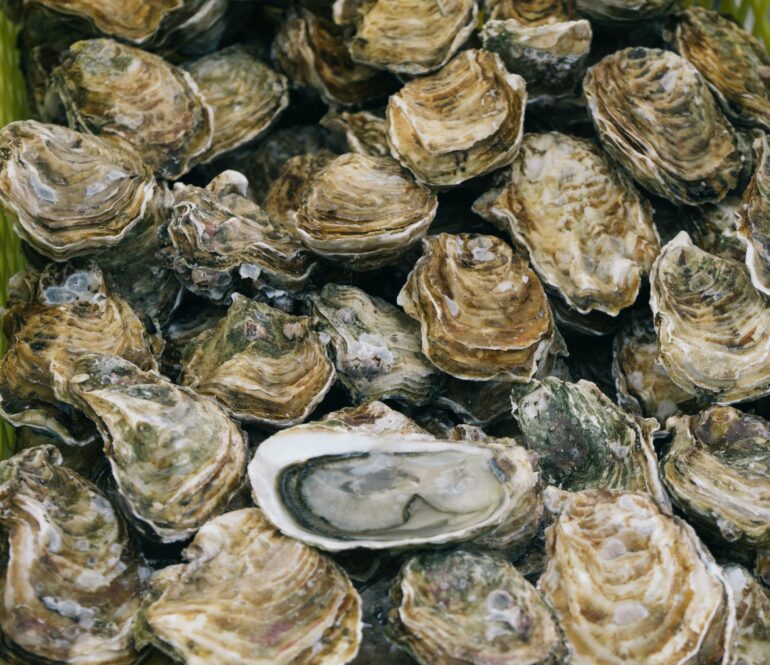 Sustainable oyster harvesting in the Stone Age: Lessons for modern ...