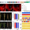 Synthetic asexual reproduction system in hybrid rice shows promise ...