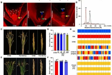 Synthetic asexual reproduction system in hybrid rice shows promise ...