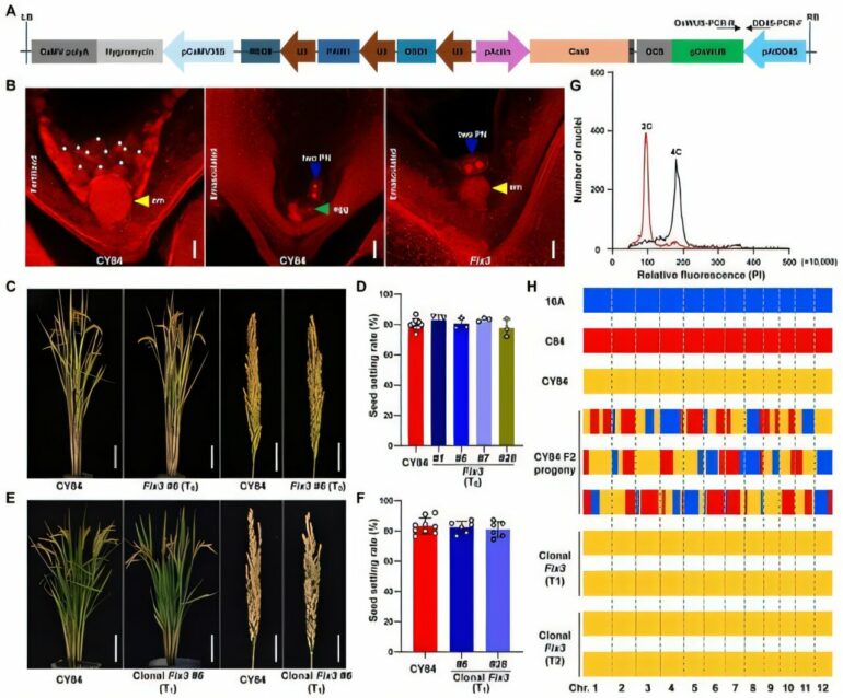 Synthetic asexual reproduction system in hybrid rice shows promise ...