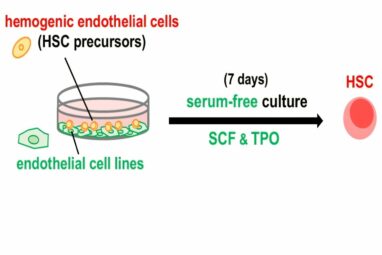 Team achieves successful reproduction of hematopoietic stem cell ...