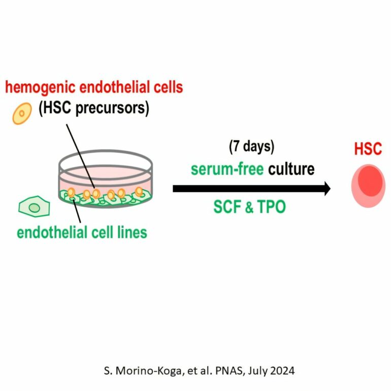 Team achieves successful reproduction of hematopoietic stem cell ...