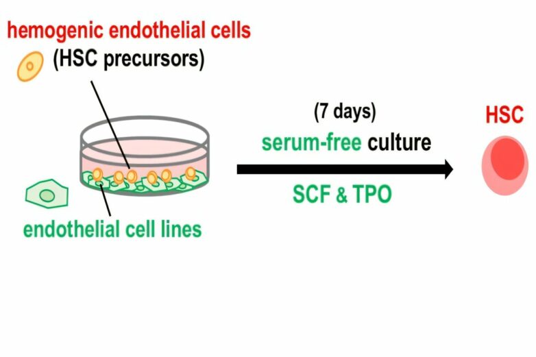 Team achieves successful reproduction of hematopoietic stem cell ...