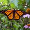 The monarch butterfly may not be endangered, but its migration is