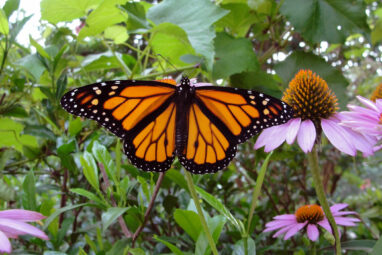 The monarch butterfly may not be endangered, but its migration is