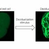 Uncovering new regulatory mechanisms in embryo implantation