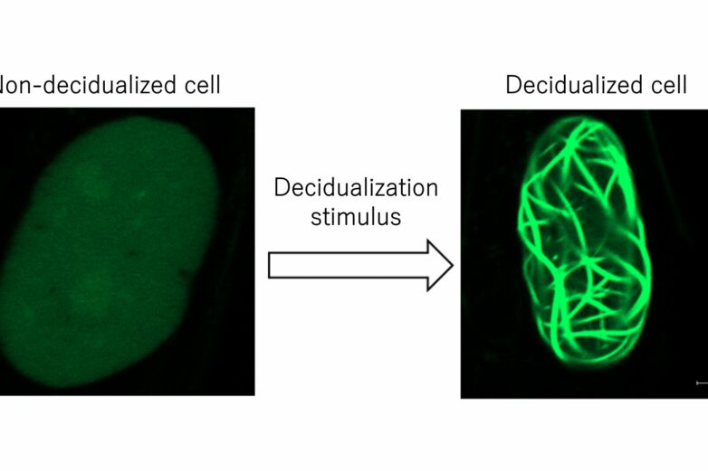 Uncovering new regulatory mechanisms in embryo implantation