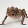 Vampire Bat