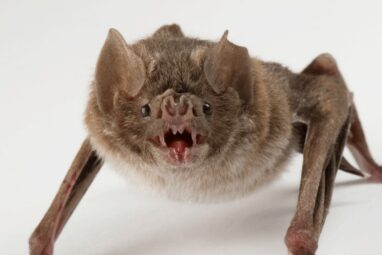 Vampire Bat