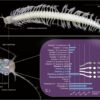 Venomous crustacean from Mayan underwater caves provides new drug ...