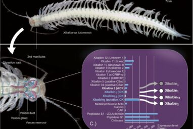 Venomous crustacean from Mayan underwater caves provides new drug ...