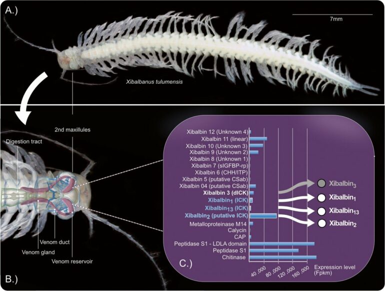 Venomous crustacean from Mayan underwater caves provides new drug ...