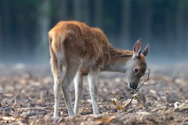 What animal societies can teach us about aging