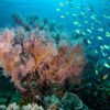 How Worms And Snails Handle The Pressure 2,500m Below The Pacific ...