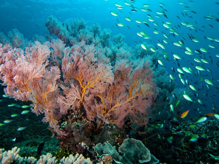 How Worms And Snails Handle The Pressure 2,500m Below The Pacific ...