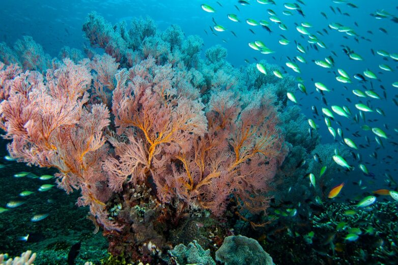 How Worms And Snails Handle The Pressure 2,500m Below The Pacific ...