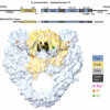 X-ray scattering technique pinpoints new targets for antibiotic ...