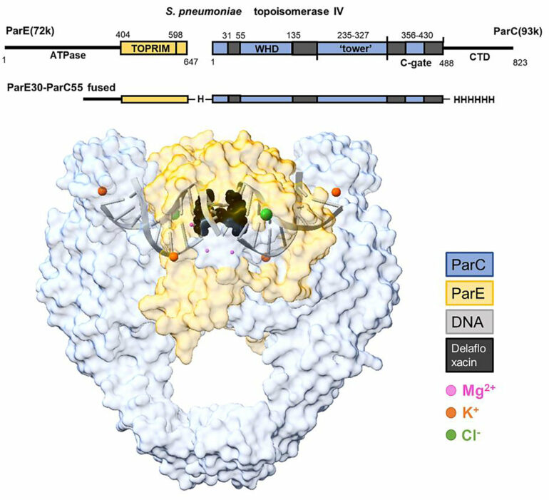 X-ray scattering technique pinpoints new targets for antibiotic ...