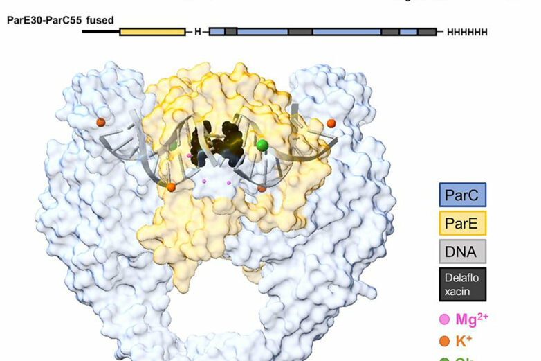 X-ray scattering technique pinpoints new targets for antibiotic ...