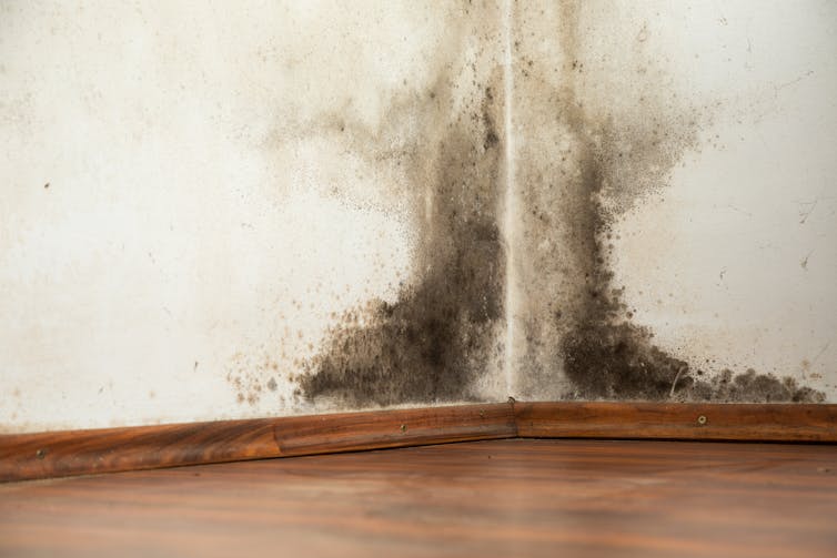 A corner of a wall damaged by black mold.