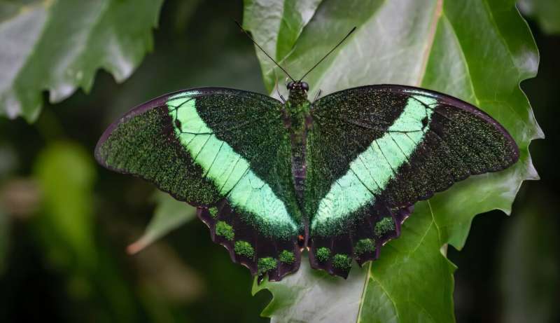 Visitors can snap photographs of butterflies at the Montreal Insectarium and use an app to identify the specific species