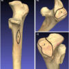 3D fossil scans investigate the origins of bipedal locomotion in ...