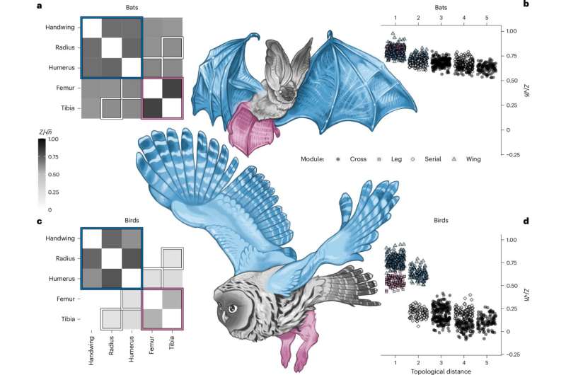 A comparison of bat and bird wings reveals their evolutionary paths are vastly different