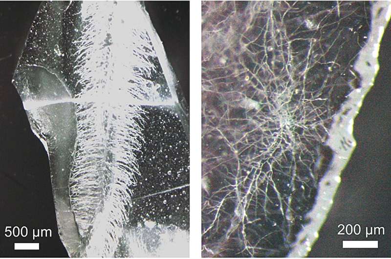 Building roots in glass, a bio-inspired approach to creating 3D microvascular networks using plants and fungi