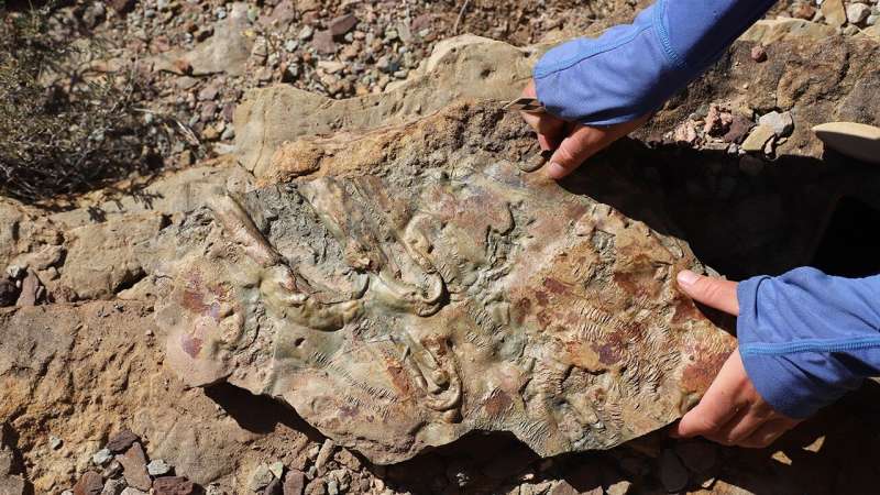 Geologists rewrite textbooks with new insights from Cambrian rocks of Grand Canyon