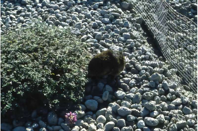 How gophers brought Mount St. Helens back to life in one day