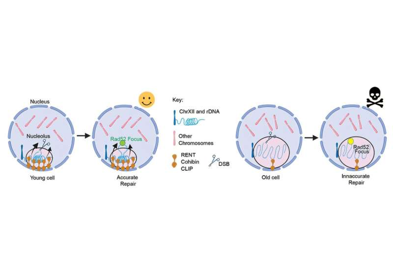 Fighting aging by staying compact