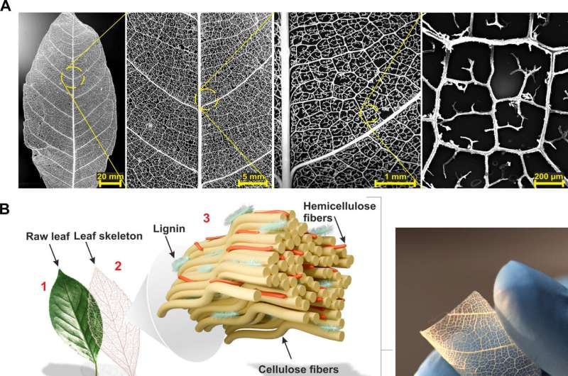 Inspired by nature: Leaftronics pave way for biodegradable electronics