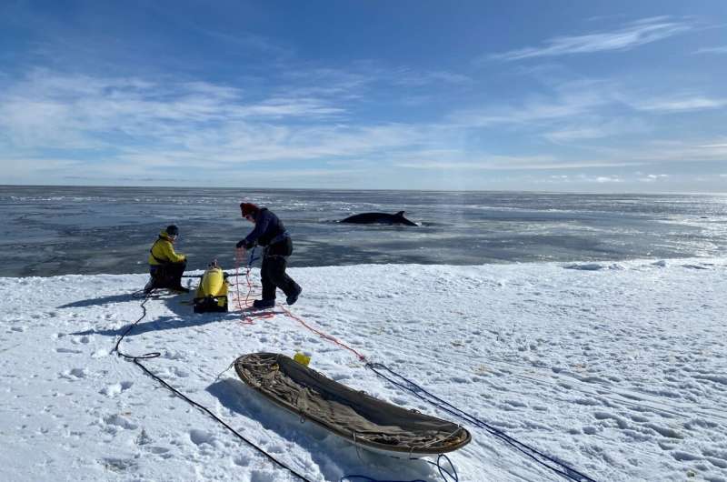 Measurements from 'lost' Seaglider offer new insights into Antarctic ice melting