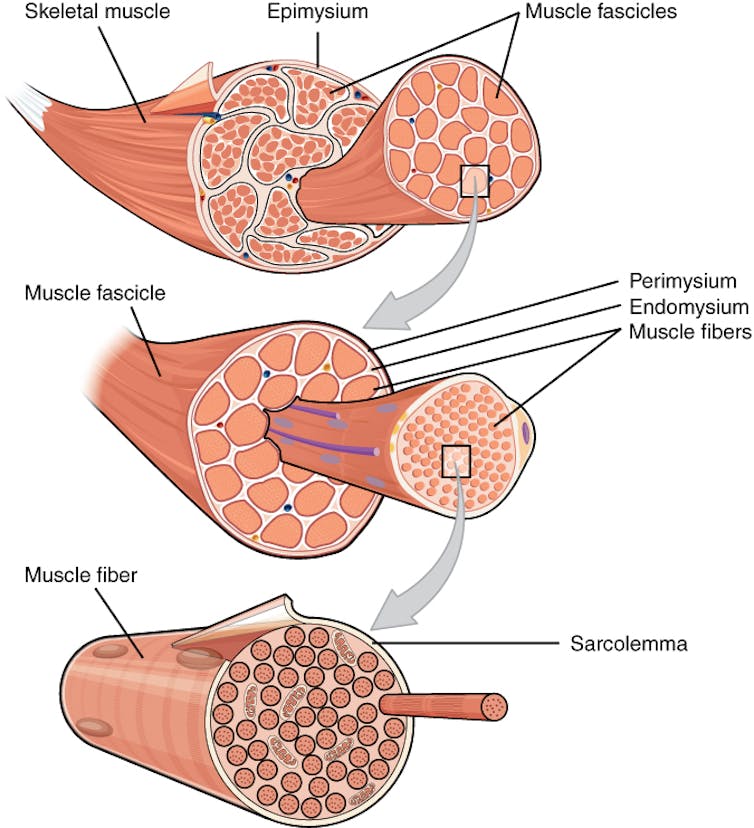 A diagram showing a muscle, with bands of muscle tissue inside, and bands of muscle fibers inside each band of tissue.