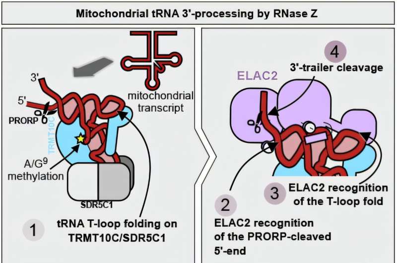 New insights into how our cells process RNA for energy production