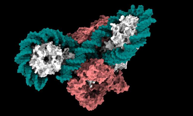 Scientists uncover new mechanism in bacterial DNA enzyme opening pathways for antibiotic development