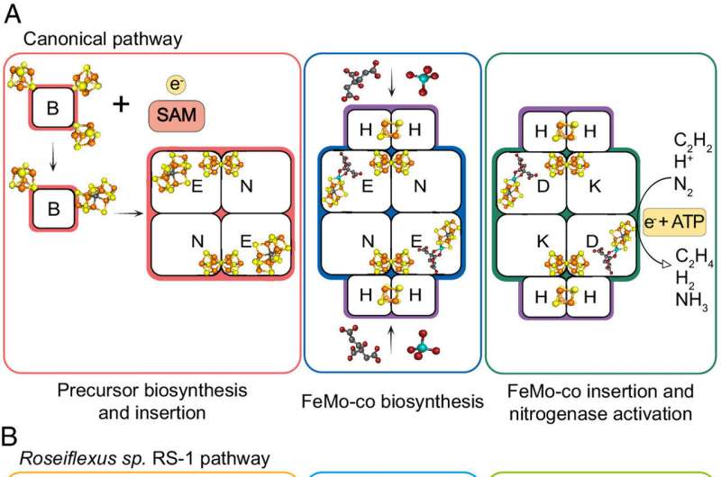 New research could simplify genetic transfer of nitrogen fixation to food crops