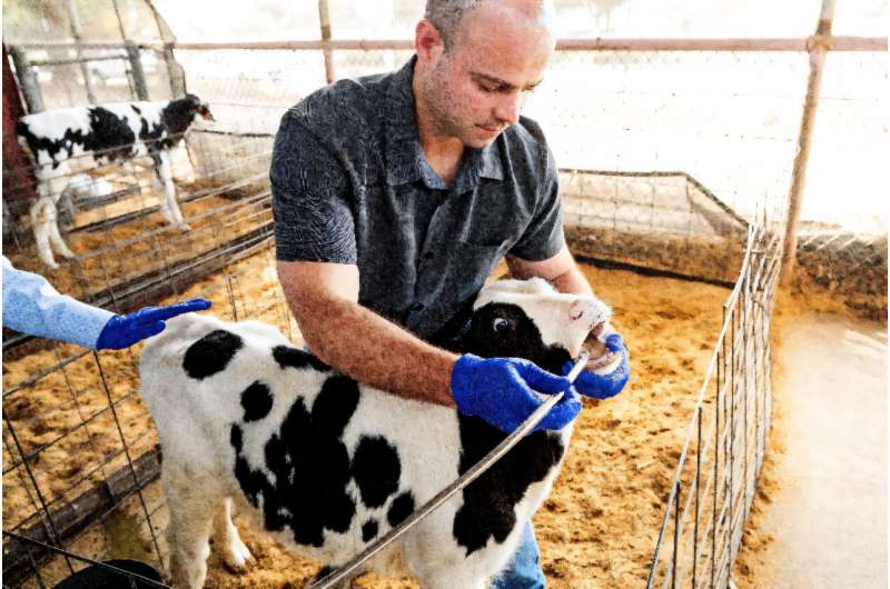 A researcher demonstrates how he samples cow stomach fluids while studying ways to reduce methane emitted by cow burps