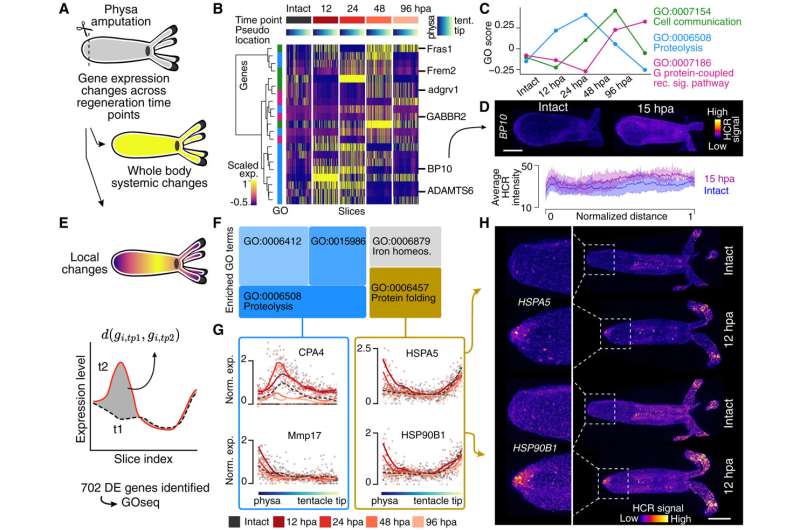 Sea anemone study shows how animals restore 'shape' following major injury