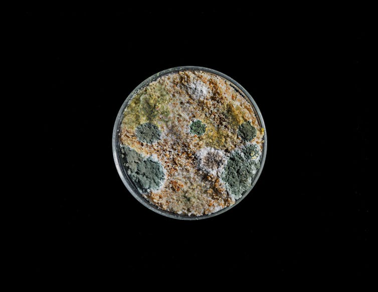 A petri dish covered in several types of mold