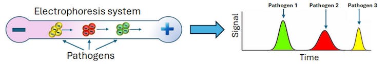 Illustration of an electrophoresis system, where negatively charged pathogens migrate towards the positively charged electrode