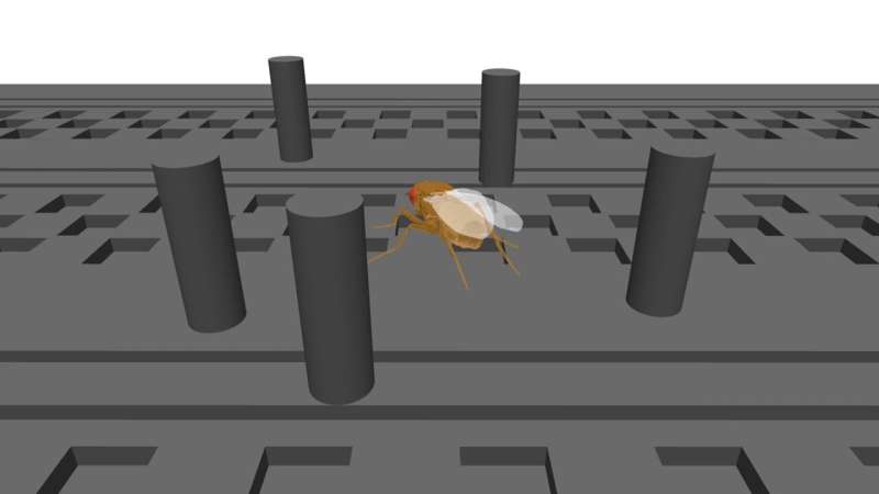 NeuroMechFly v2: Simulating how fruit flies see, smell, and navigate