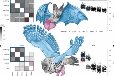 A comparison of bat and bird wings reveals their evolutionary ...